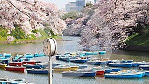 Sakura, Japanese cherry blossom