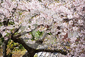 Sakura (Japanese Cherry Blossom)