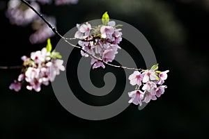 Sakura (Japanese Cherry Blossom)