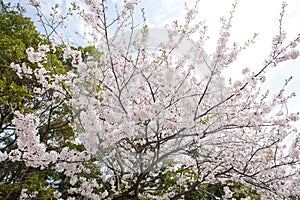 Sakura (Japanese Cherry Blossom)