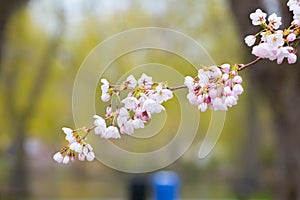 Japonec čerešňa kvet 