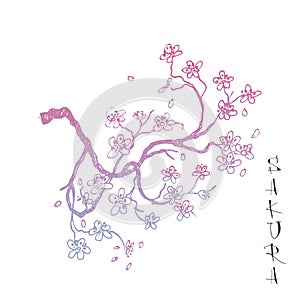 Sakura japanese cherry branch with flowers vector illustration. Blossoming tree with falling petals hand drawn sketch.