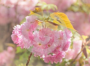 Sakura Kanzan flowers, closeup.