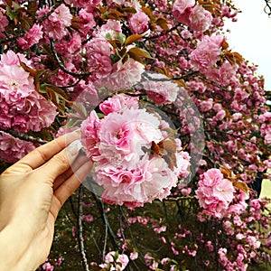 Sakura  Kanzan tree flowers  background