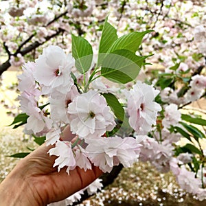 Sakura  Kanzan tree flowers  background fugenzo