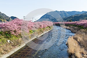 Sakura in kawazu