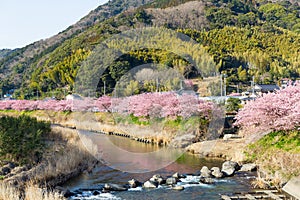 Sakura in kawazu city