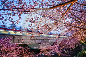 Sakura Kawazu of Miurakaigan