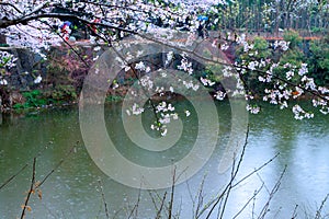 Sakura Lake-Jiangxi Academy of forestry