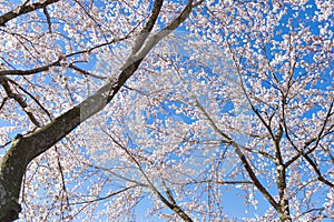 Sakura at Lake Kawaguchiko