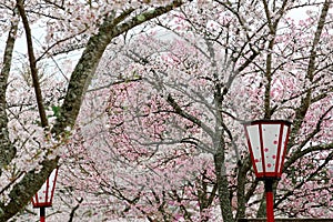 Sakura and Lantern