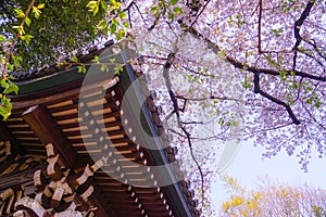 Sakura of law Aketera (Toshima-ku,Tokyo)