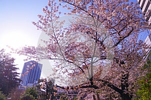 Sakura of law Aketera (Toshima-ku,Tokyo)