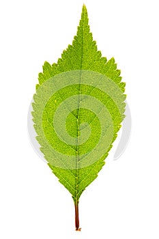 Sakura leaf isolated