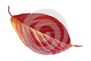 Sakura leaf isolated on a white background