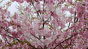 Sakura leaves sway in the wind, sakura trees are blooming. Beautiful pink flowers. Cherry blossoms.