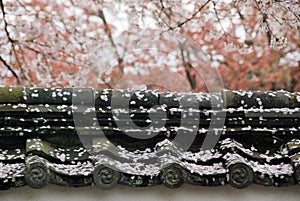 Sakura light pink cherry blossom petals on the roof, Kyoto, Japan, Asia