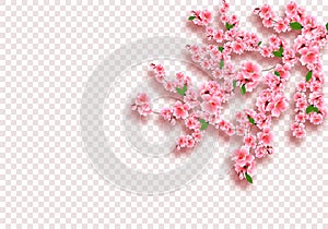 Sakura is magnificent. Cherry branches with delicate pink flowers, leaves and buds. On transparent checker background