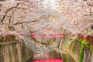 Sakura at Meguro River, Tokyo, Japan 2023