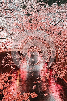 Sakura at Meguro River, Tokyo, Japan 2023