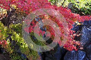 Sakura and momijis, cherry blossom and maple red leaves; in the same time