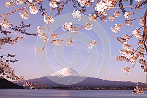 Sakura & Mt Fuji