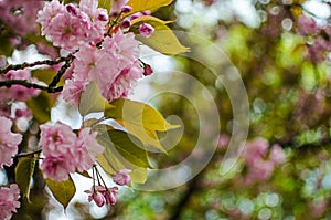 Sakura is the name given to trees of the pink family, the subfamily of plum trees (the species is small-serrated cherry