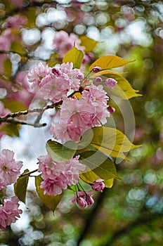 Sakura is the name given to trees of the pink family, the subfamily of plum trees (the species is small-serrated cherry