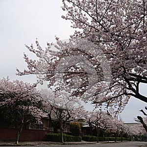 Sakura namiki