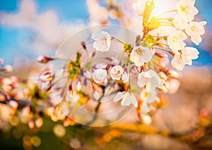 Flor de Japón blanco rosa floreciente 