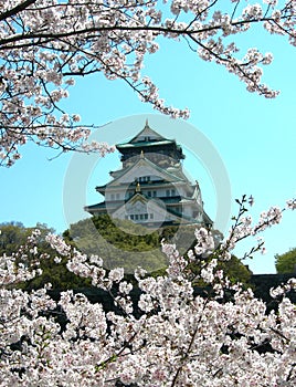 Sakura and Osaka Castle photo