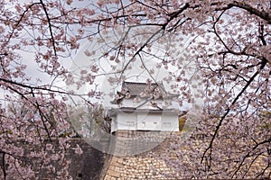 Sakura Osaka Castle, beautiful.