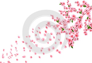 Sakura is out of focus. Cherry branches with delicate pink flowers, leaves and buds. Petals are flying in the wind