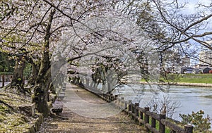 Sakura Path 2