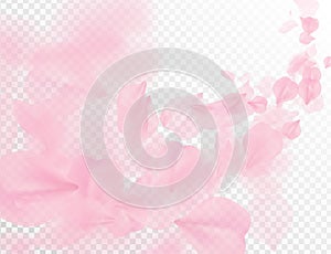 Sakura petal flying vector background. Pink flower petals wave illustration isolated on transparent white. 3D romantic valentines