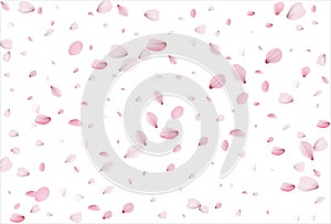 Sakura petals background. Cherry petals