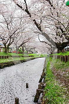 Sakura petals covering Shingashi River in Kawagoe,Saitama,Japan in spring.Create beautiful light pink carpet.