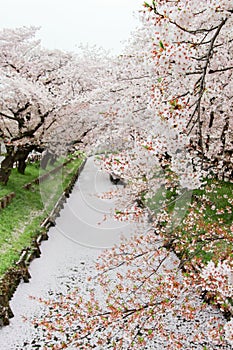 Sakura petals covering Shingashi River in Kawagoe,Saitama,Japan in spring.Create beautiful light pink carpet.