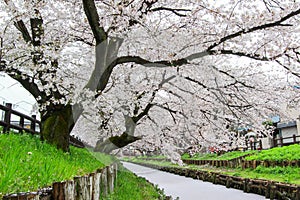 Sakura petals covering Shingashi River in Kawagoe,Saitama,Japan in spring.Create beautiful light pink carpet.