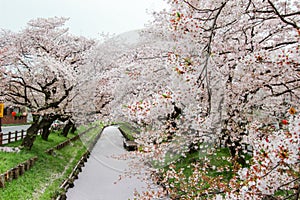 Sakura petals covering Shingashi River in Kawagoe,Saitama,Japan in spring.Create beautiful light pink carpet.