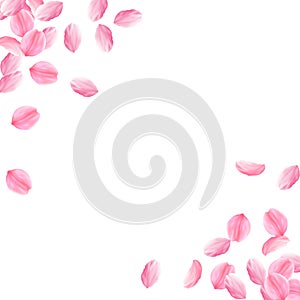 Sakura petals falling down. Romantic pink bright big flowers. Thick flying cherry petals. Abstract c