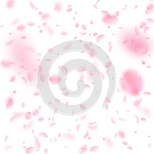 Sakura petals falling down. Romantic pink flowers falling rain. Flying petals on white square background.