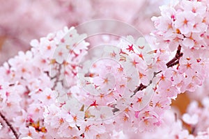 Sakura in pink