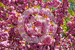 Sakura, pink cherry blossom on blue sky background. Sakura pink flowers on sunny backdrop. Spring background with a