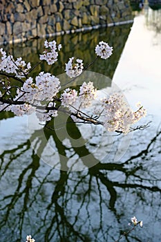 Sakura pink cherry blossoms branches with tree dark shadow background ,the canal or river surrounding Japanese castle wall in