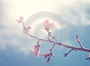 Sakura pink flower with sun sky vintage color toned