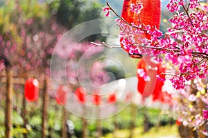 Sakura pink flowers with red lamp on path in the garden blur background