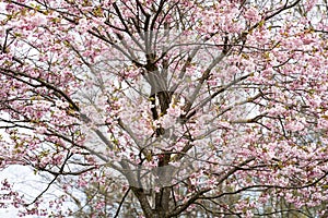 Sakura pink flowers, in spring, flowering tree