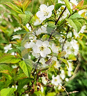 Sakura: it is a plant of Rosaceae and Sakura subgenus. It is not a kind of flower. In the horticultural field, Sakura is the gener