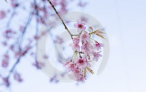 Sakura`s spring flowers in the sunlight pink cherry blossom